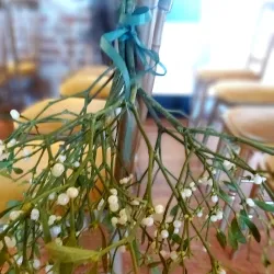 A mistletoe bunch decorating a chair at a wedding ceremony