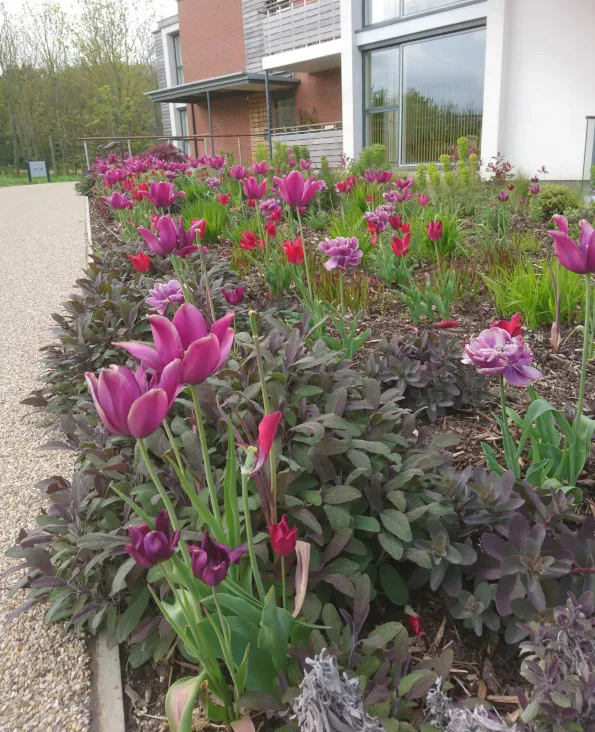 Freshly-planted purple tulips