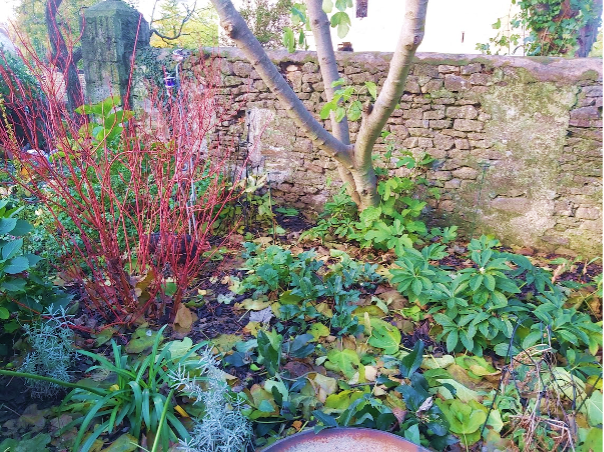 A flowerbed in autumn with fallen leaves left lying on the soil