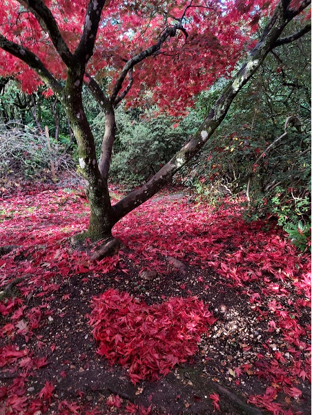 Bright pink leaves raked into a heart shape under a maple tree