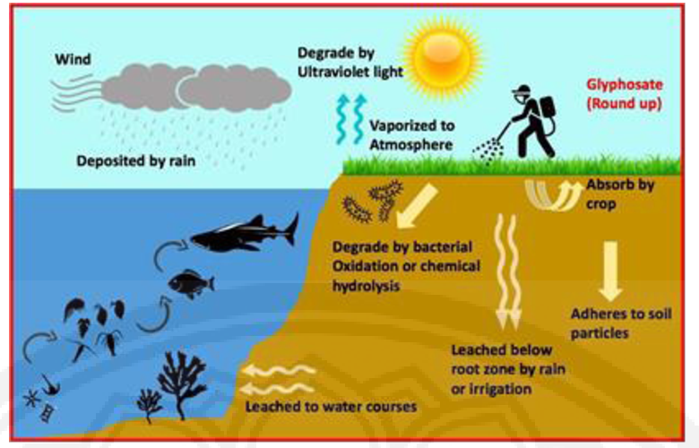 Figure 2 Distribution and transportation of glyphosate into aquatic organism and environments